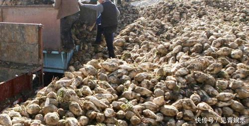 埋了就能活,亩产5千斤,价格也不错,却没几人愿意种