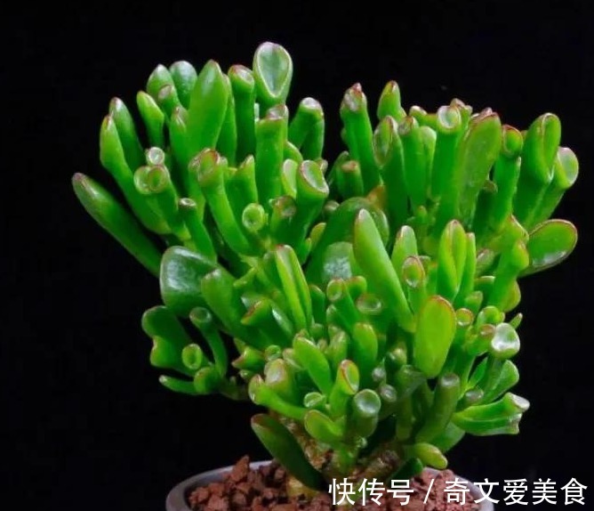 值得养的6种吉祥花,摆在客厅里高端上档次,净化空气杠杠滴