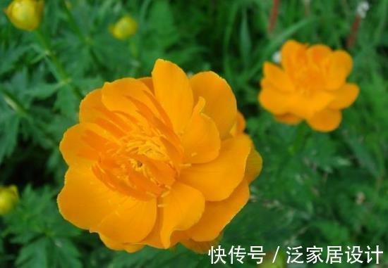 鹅掌柴|从9月16日开始，家养此款花卉，个个开花漂亮，盛开时繁花似锦