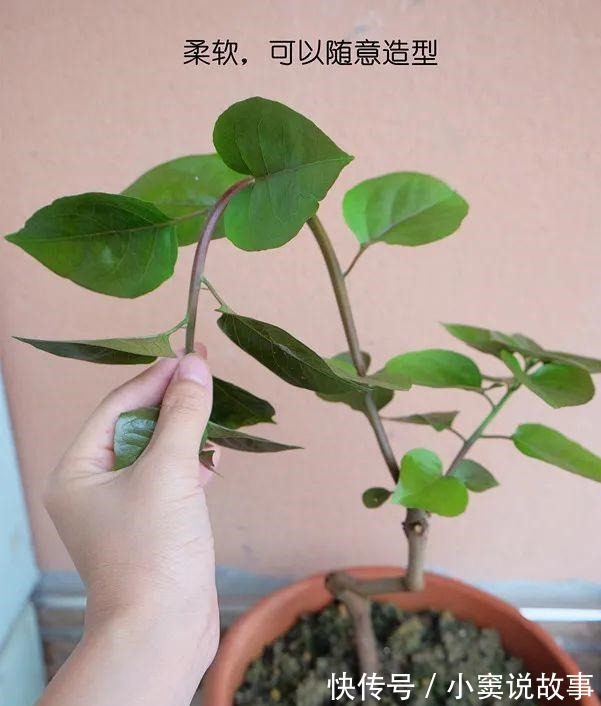 金枝玉叶不能长太高,越矮越值钱,一长高就砍!