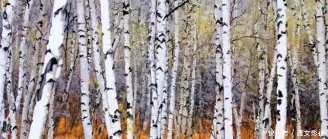 中国最“硬”的树,子弹打在上只留下痕迹,曾被人做成“防弹衣”