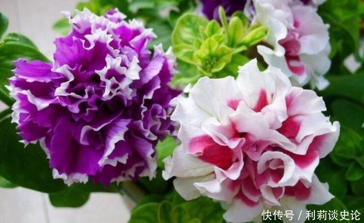 太阳花|4种花漂亮又好养，比牡丹好看，花朵美轮美奂，让人羡慕