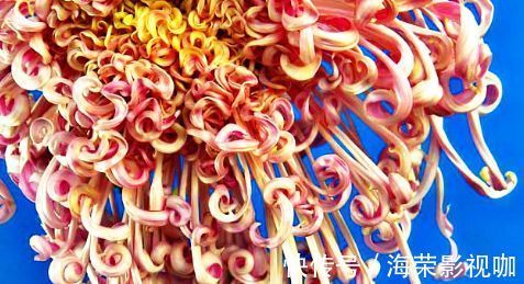 舞姿|喜欢菊花，就养盆“珍贵名菊”盘龙狂舞，似佳人舞姿，曼妙优雅