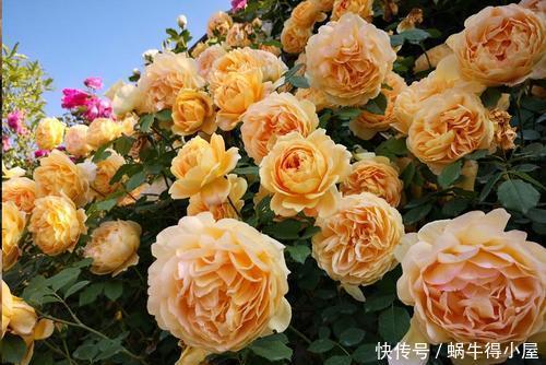 庆典|4种浓香型月季,好养好看又抗病,养一株清香四溢,我就养了6棵