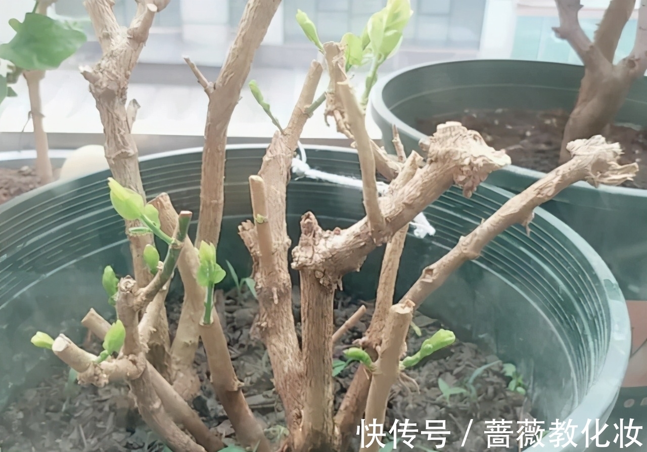 碗莲|6种花草根本不值得花钱，老花匠良心总结，被骂也要公布