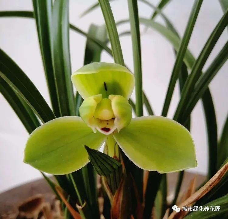 兰花盆面铺青苔真的没好处？换个思路，少走几年养兰弯路