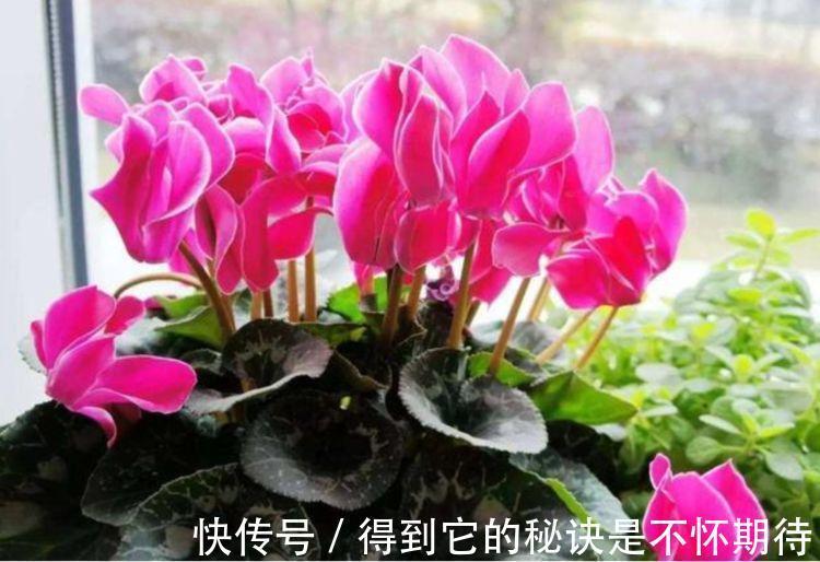 庭院选这几款花,花姿妖娆,香味扑鼻,一养就上瘾!