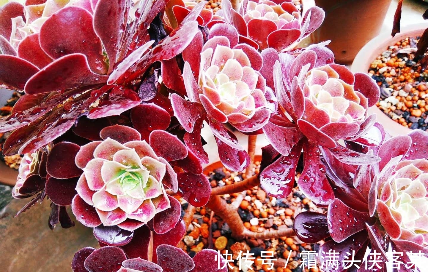 火烧土比较硬,还带有很多细小的气孔,拿来养多肉是不是非常好?