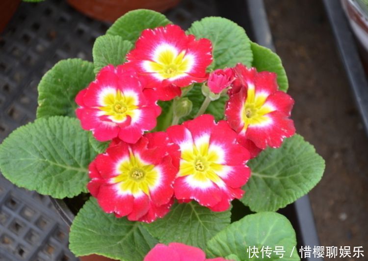 几种花卉,好打理易爆盆,花期长达200天,每天都有花赏