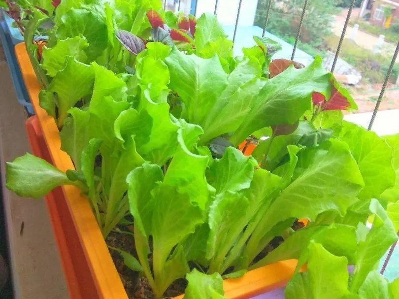 阳台养这10种菜,长得快、结果多,全家都够吃!