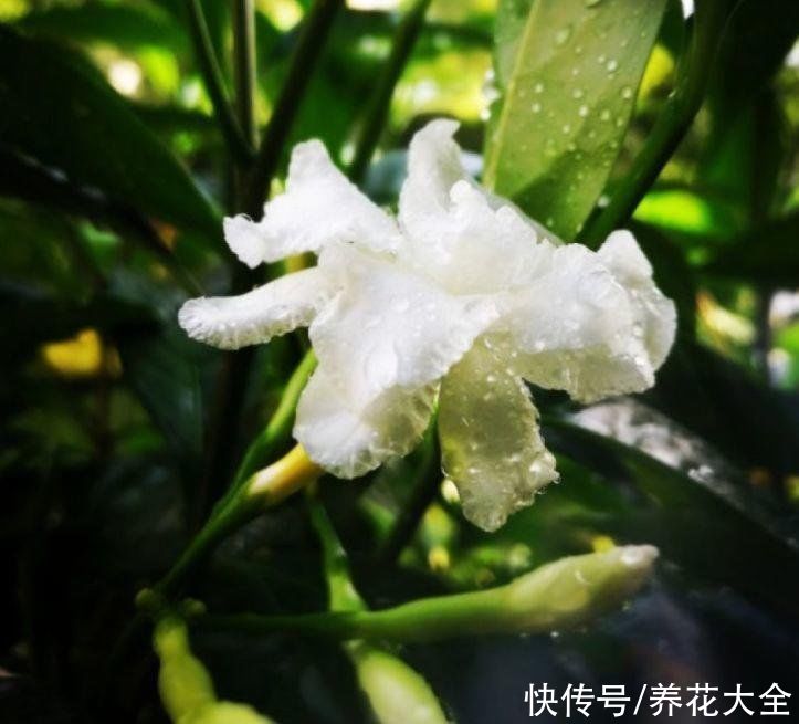 这种花名字虽土，开花却很美，像极了茉莉花