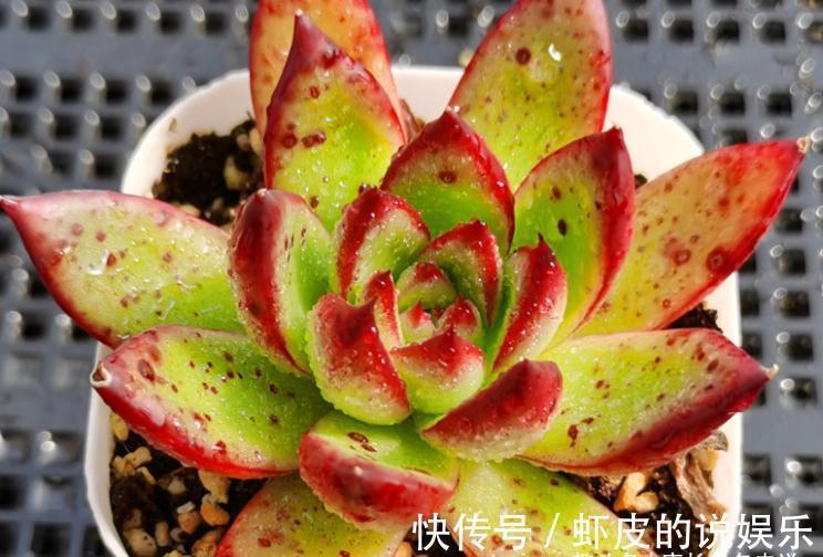 多肉|跟圣诞有关的多肉，圣诞东云——特点鲜明绿叶红边，既好养又好看