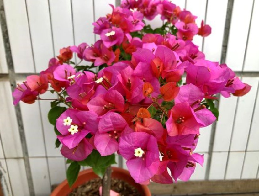 三角梅浇水有诀窍，“分段”巧浇水，新芽花芽抢着冒！