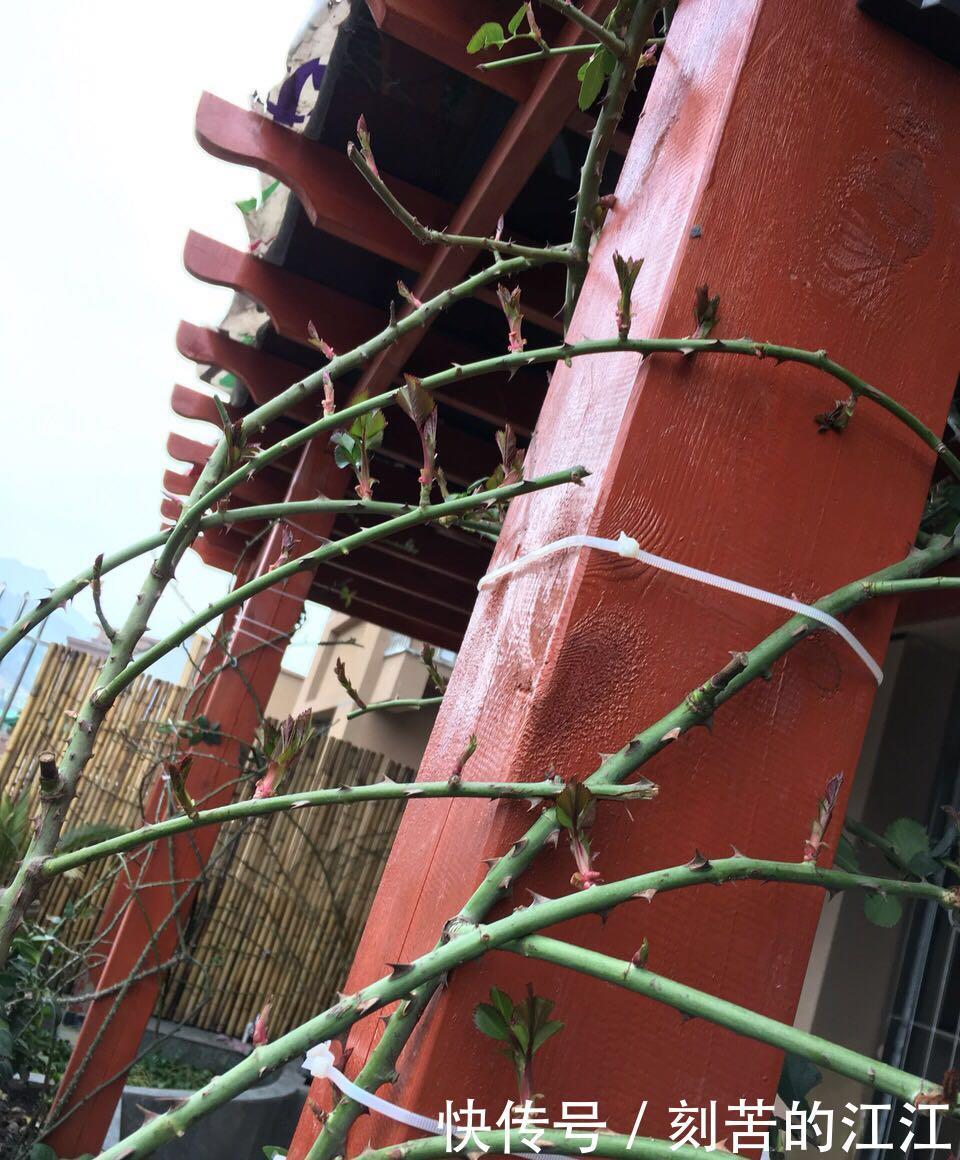 吴大爷养“月季”，三月喂点“零食”，花朵嗖嗖冒，1年开不停