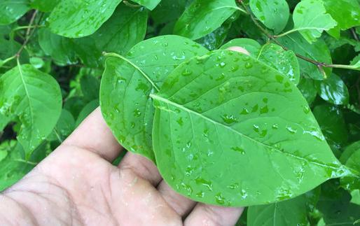 养胃|胃不好难长寿,4种食物多吃,胃病也会“不药而愈”,快告诉家人