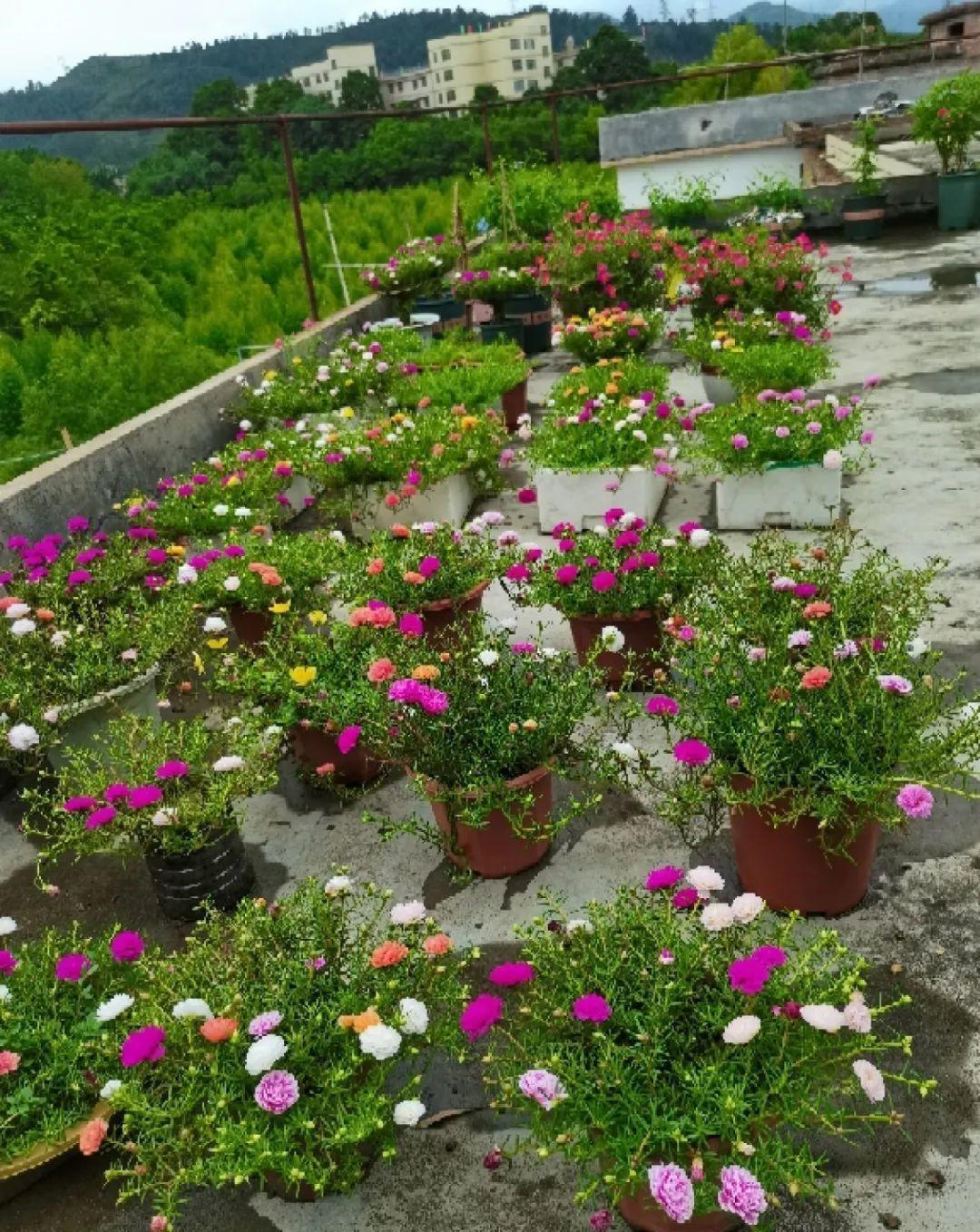 风雨兰|从养花大神家，偷来3个爆花技巧，快学，24小时后删