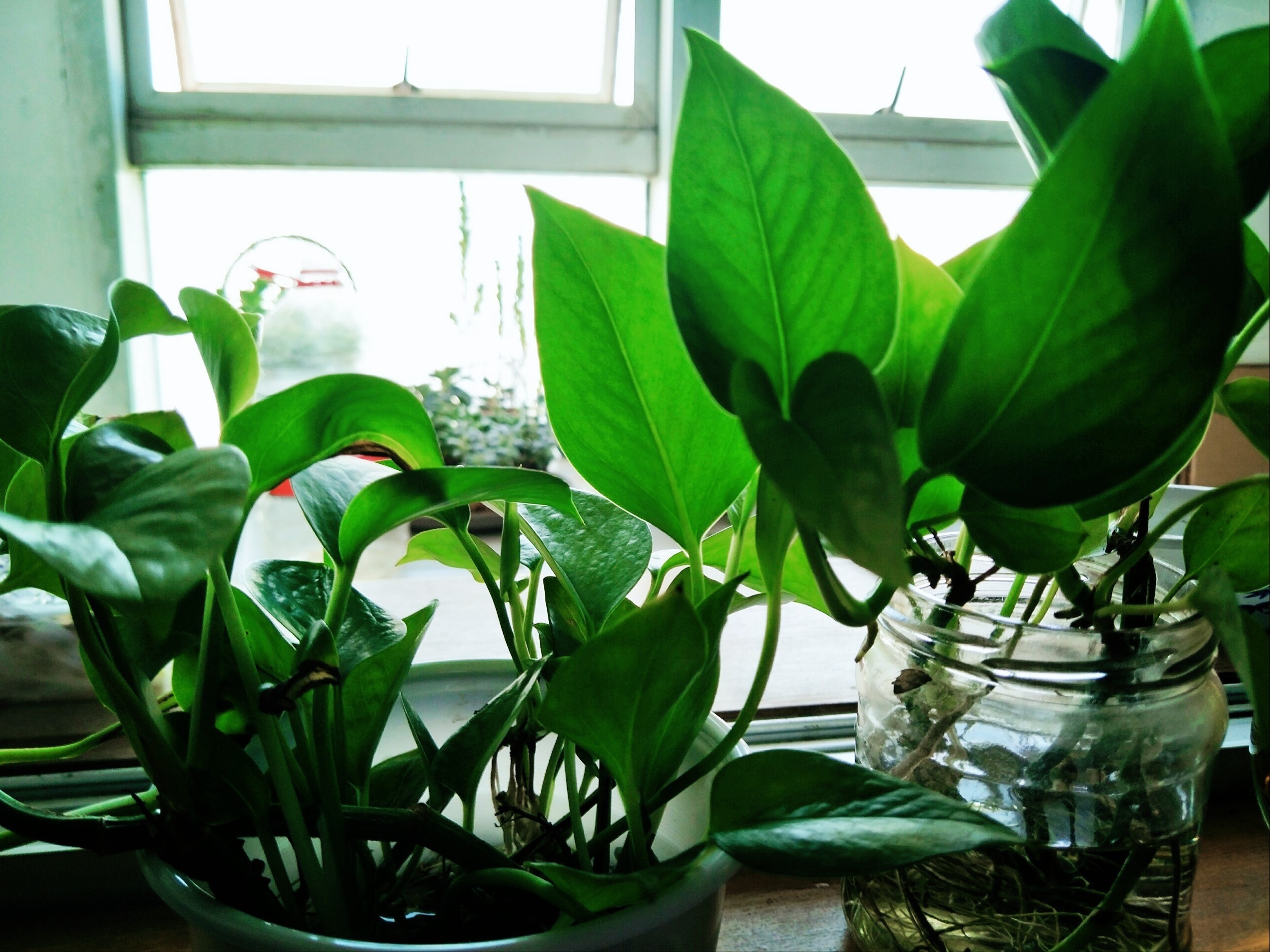 绿萝能摆放在卧室养护吗?有什么养护注意事项?