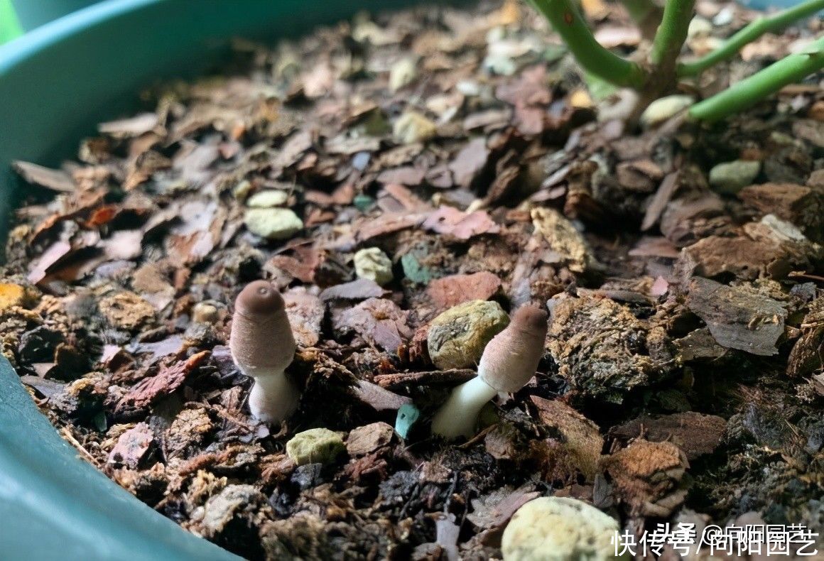 镊子|花盆里长蘑菇了，该咋办？无须担心，用镊子拔掉，避免烂根