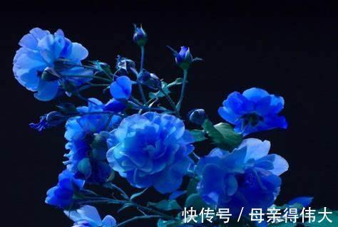 养花试试这几款，赏心悦目，生气勃勃