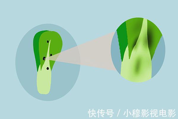 中药|为什么肝癌的发病率越来越高？预防肝癌，应该怎么做？