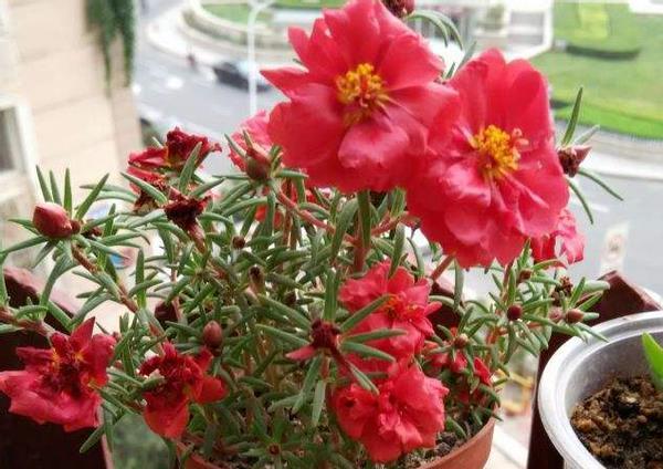 暖春来临时,培育太阳花认真做好这些事情,盆里将冒出很多新芽