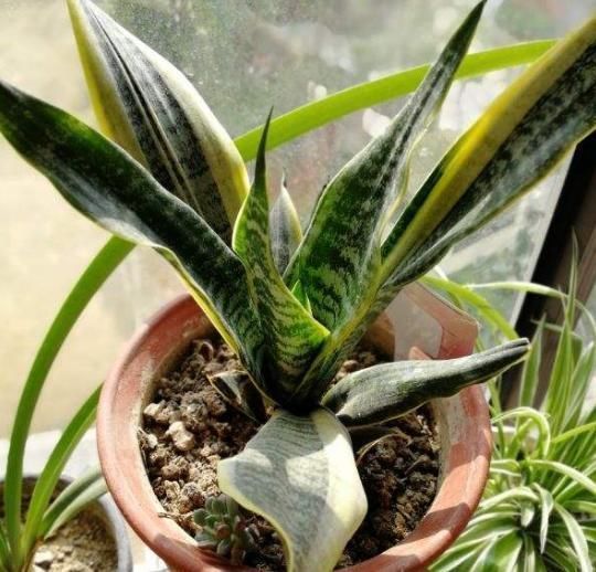  养花|养花不能用大盆，这5种花挤在小盆里，才能长成精品