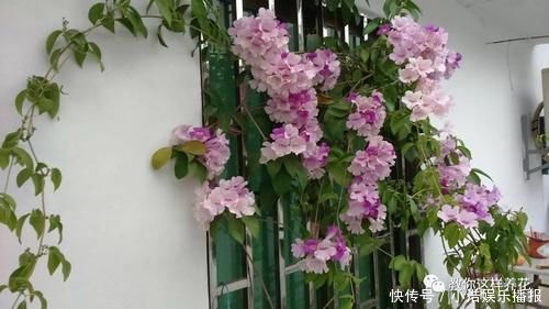 有机肥|这种花爱爬墙,一次花开1000朵,从来不生虫,花还能当蒜吃!