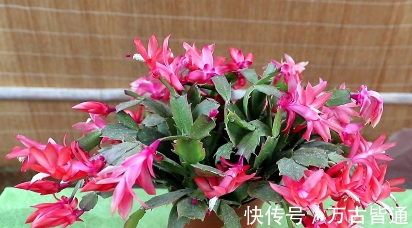 小花|6种省心植物,做到这几点,养好无忧