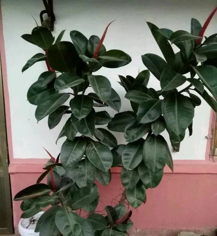 这5种花,开春翻盆很重要,一整年不烂根,绿叶多开花多