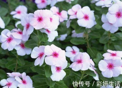 太阳花|漂亮美艳的4种花,一年开花很多次,香气四溢