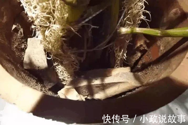 丝瓜瓢|不少人拿丝瓜当洗碗布，却没几个人知道它居然是个“宝”