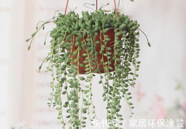 空间|家里这些花卉吊起来养,既增加了观赏价值,又节省了养殖空间
