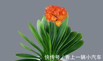 君子兰开花有什么寓意,君子兰不开花怎么处理