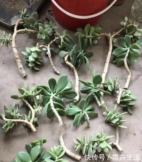 传家宝|把“厚脸皮”养到“碗口粗”，用了5年时间，可以当传家宝了