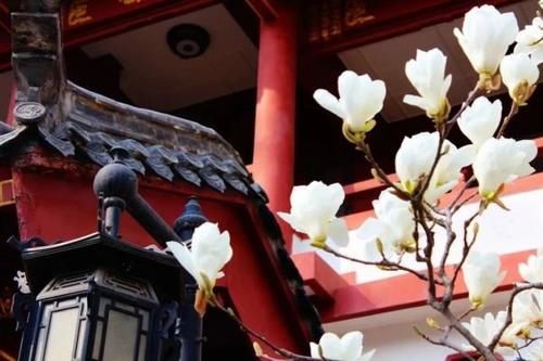 珠珠|花期正好!趵突泉畔的玉兰蜡梅绽放啦!喜气洋洋迎新春!