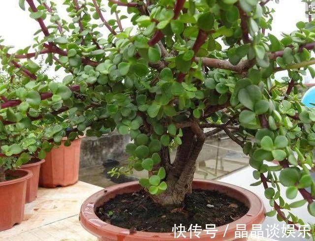 技巧|3种名贵盆景山上遍地有,教你养护技巧,个个价值高造型佳
