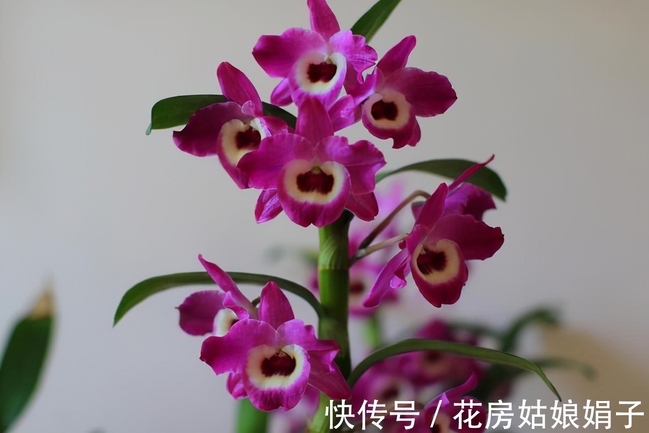 这9种花卉适应性强，各种抗性较高，适合在室内的环境中栽培