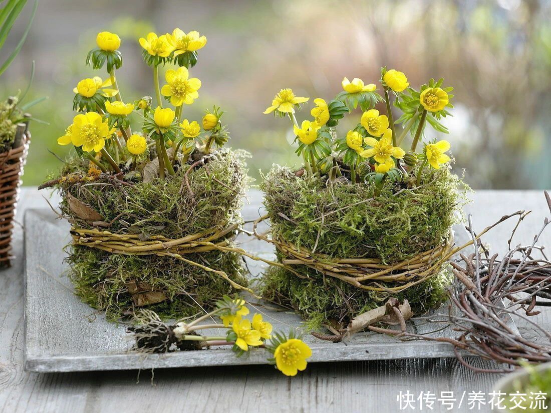  寒冷的冬春时节灿烂开花的8种观赏花卉，可露养在户外，打理简单