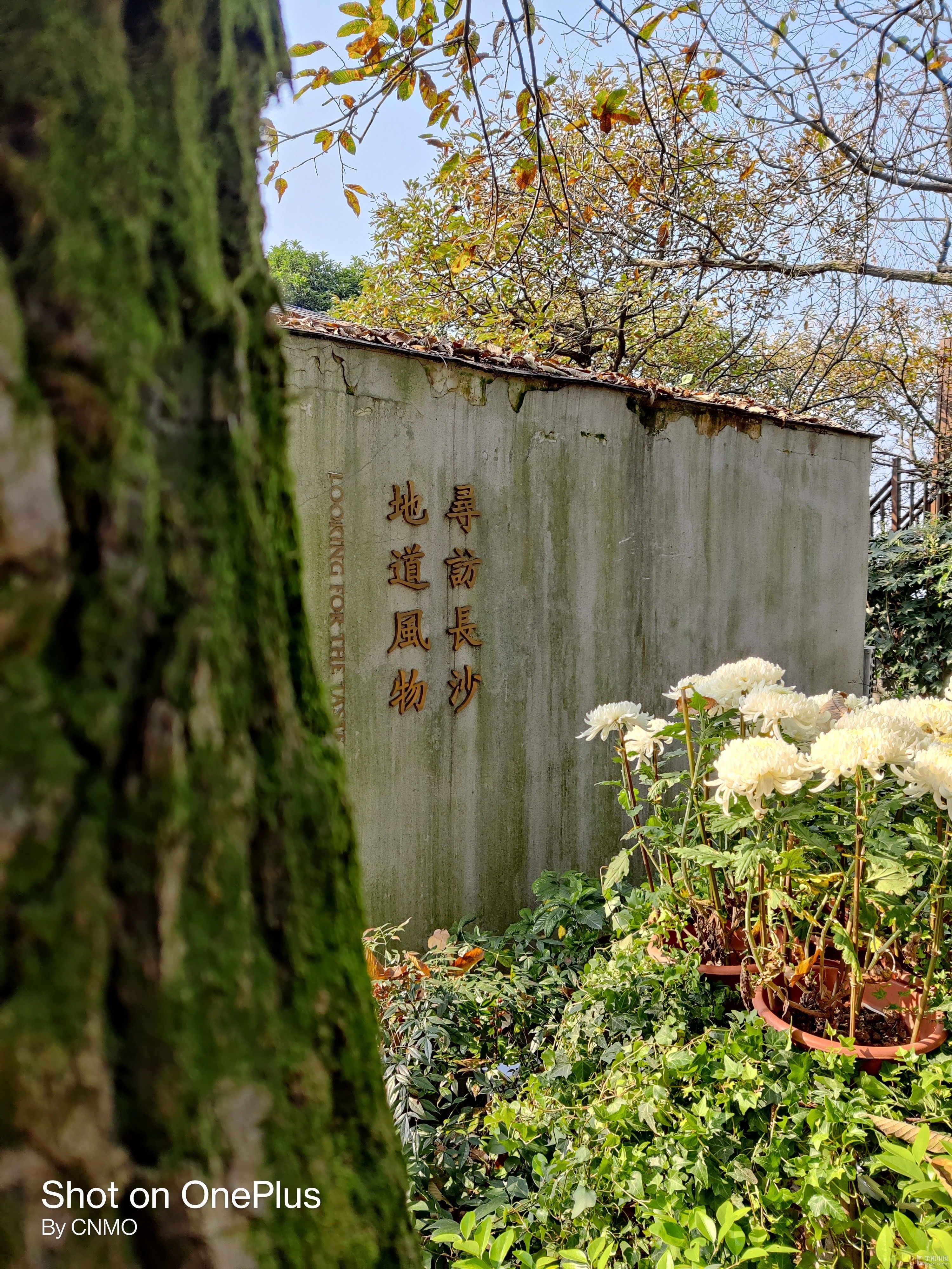 一加|行摄志：一加 8T“眼中”的岳麓山和岳麓书院 你爱了吗