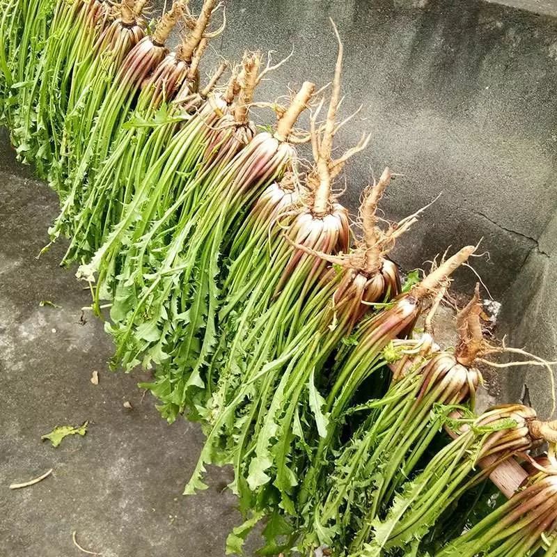 蒲公英|自己“晒干”的蒲公英,能当茶泡水喝吗有什么“禁忌”吗