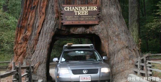 中年|大树被挖巨洞,却最终被无情毁灭,公园这么做竟是为了吸引游客!