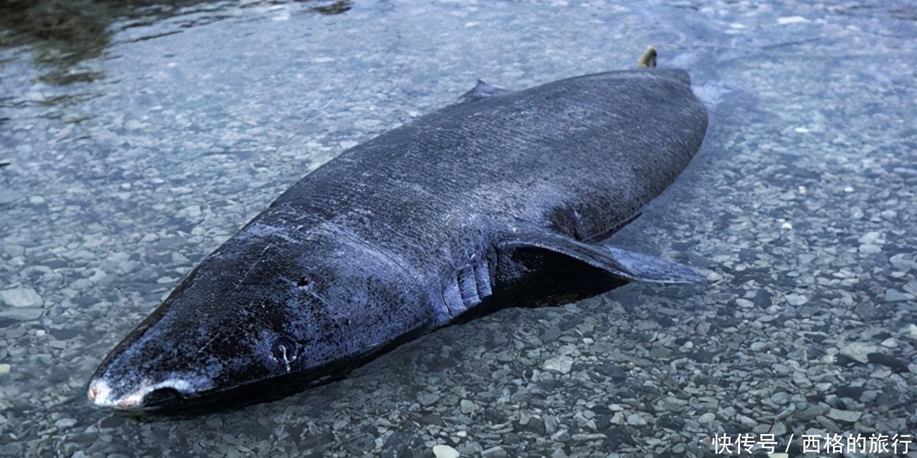 蛤蜊没有海水能活多久