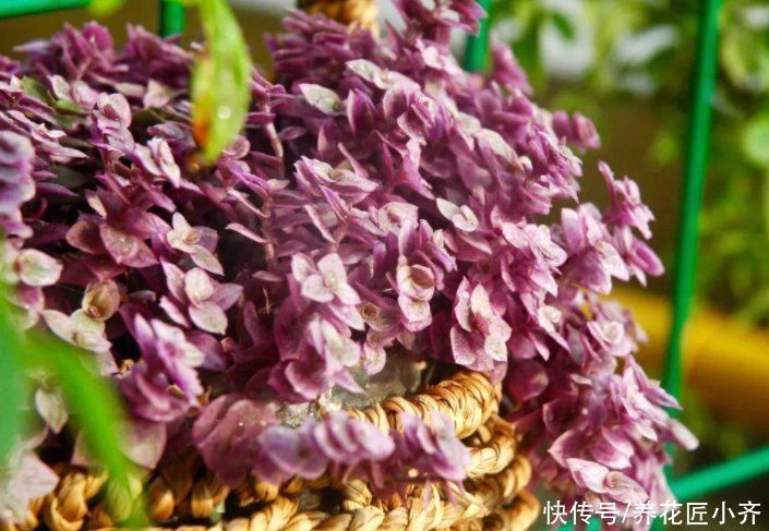 鹿角海棠|7种多肉适合“吊着养”，枝条“流出”花盆，养出状态最美