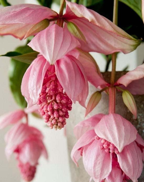 世界上“最美”的5种垂吊花,婀娜多姿,看一眼就心醉,太漂亮了