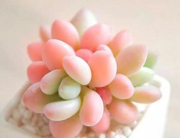 多肉换盆土或移植时,土壤里需要再拌入肥料吗,答案来了