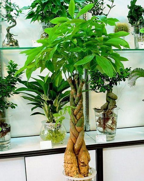 上档次|适合在屋里养的4种花,吉祥又上档次,最重要的是对身体好