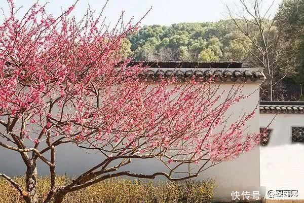 院子里种树有大讲究,这些树寓意好,可提升庭院灵气