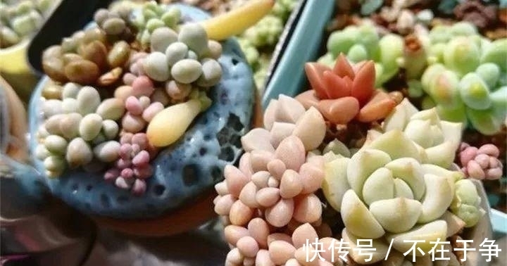 白美人|“拇指大”的花盆，被她塞了几十棵多肉，养一年都不是事！