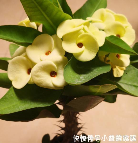 不喜欢太折腾,就养3种花吧,不管天气如何多变,都能长得旺