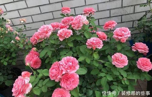 月季花爆花真简单,掌握一个方法,猛长笋芽省心有效!